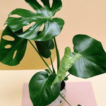 Healthy Monstera Deliciosa  Large. A perfect monstera deliciosa  large for your indoor houseplant collection.