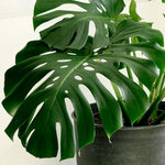 Monstera Deliciosa by Plant Circle – XL -  Plant Circle.