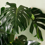 Close-up of a Monstera delisiosa plant with large green leaves against a light green wall.
