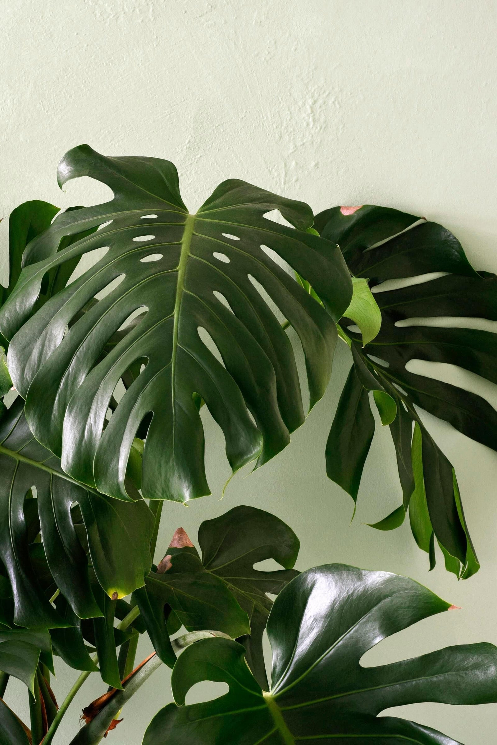 monstera green Monstera Deliciosa XXL