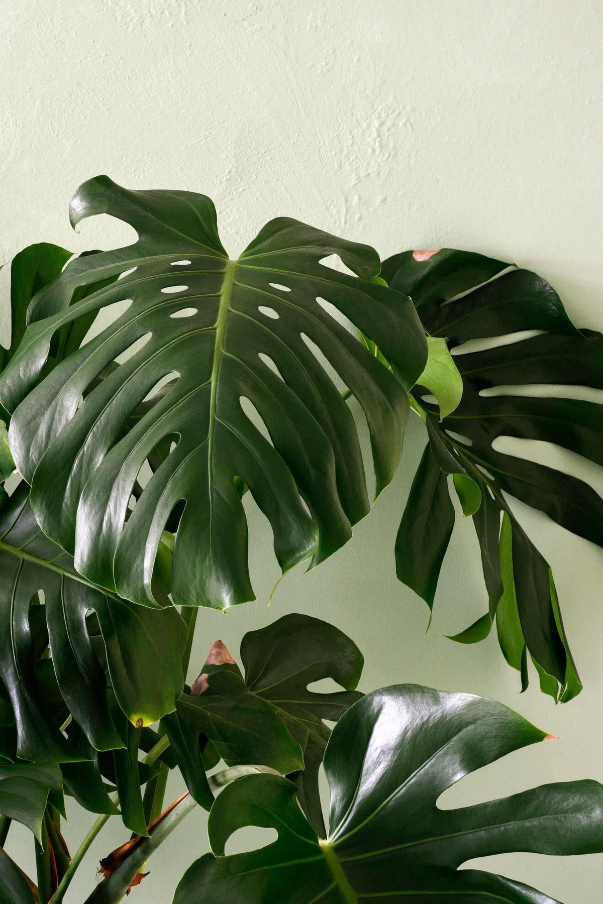 Monstera Deliciosa XL – XL, Approx. 120.0cm height – 24.0cm Pot Default Title 1