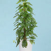 Monstera adansonii "monkey leaf (moss pole mounted) large
