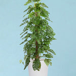 Monstera adansonii "monkey leaf (moss pole mounted) large