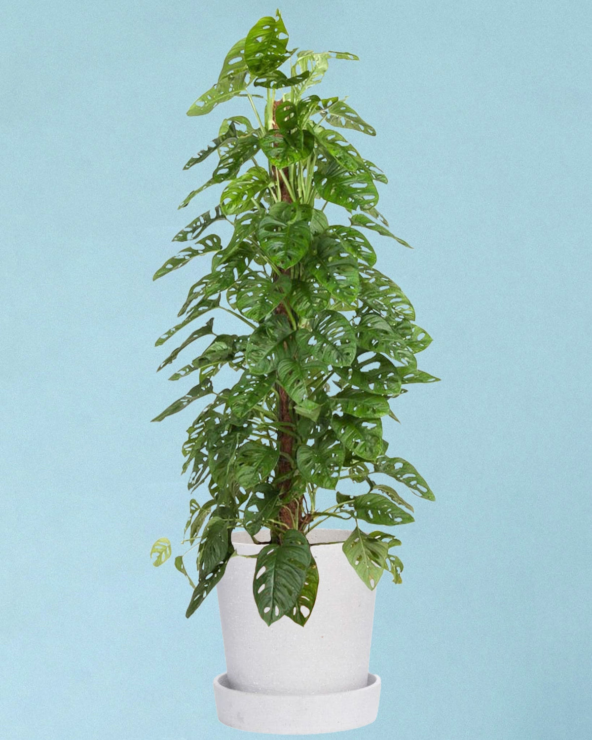 Monstera adansonii "monkey leaf (moss pole mounted) large