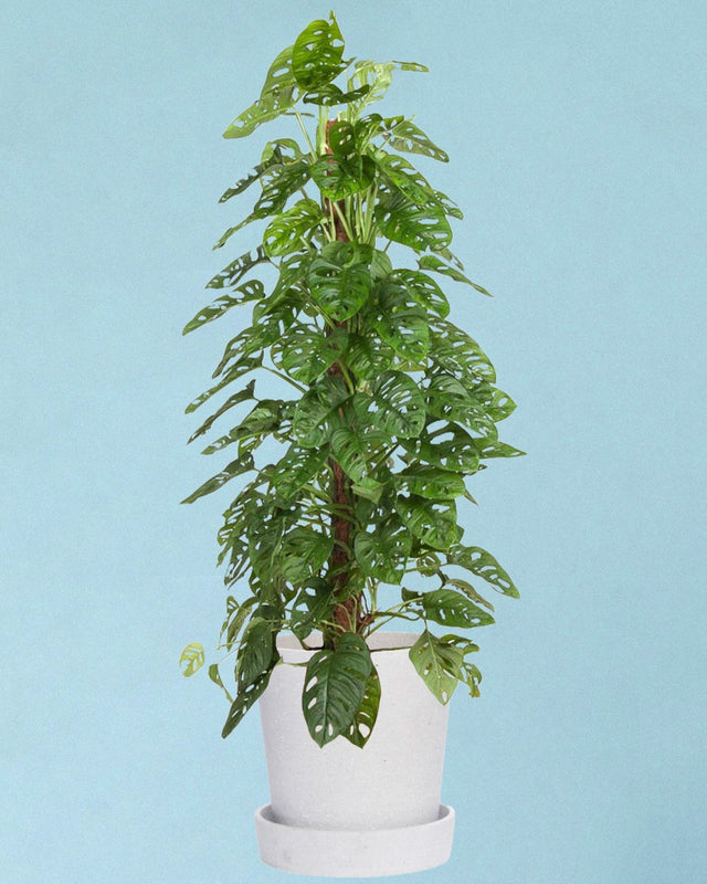 Monstera adansonii "monkey leaf (moss pole mounted) large