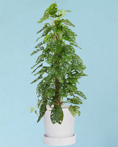 monstera adansonii grande Monstera adansonii "monkey leaf (moss pole mounted) large