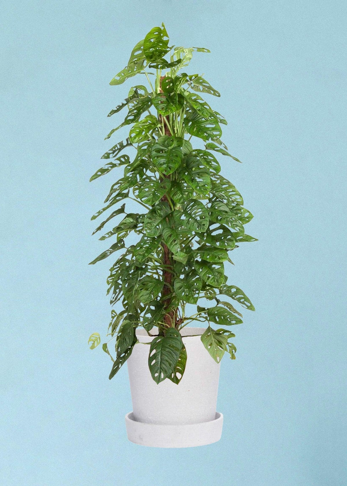 monstera adansonii mature size Monstera Adansonii XL by Plant Circle – XL, Approx. 160.0cm height by