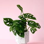 monstera adansonii