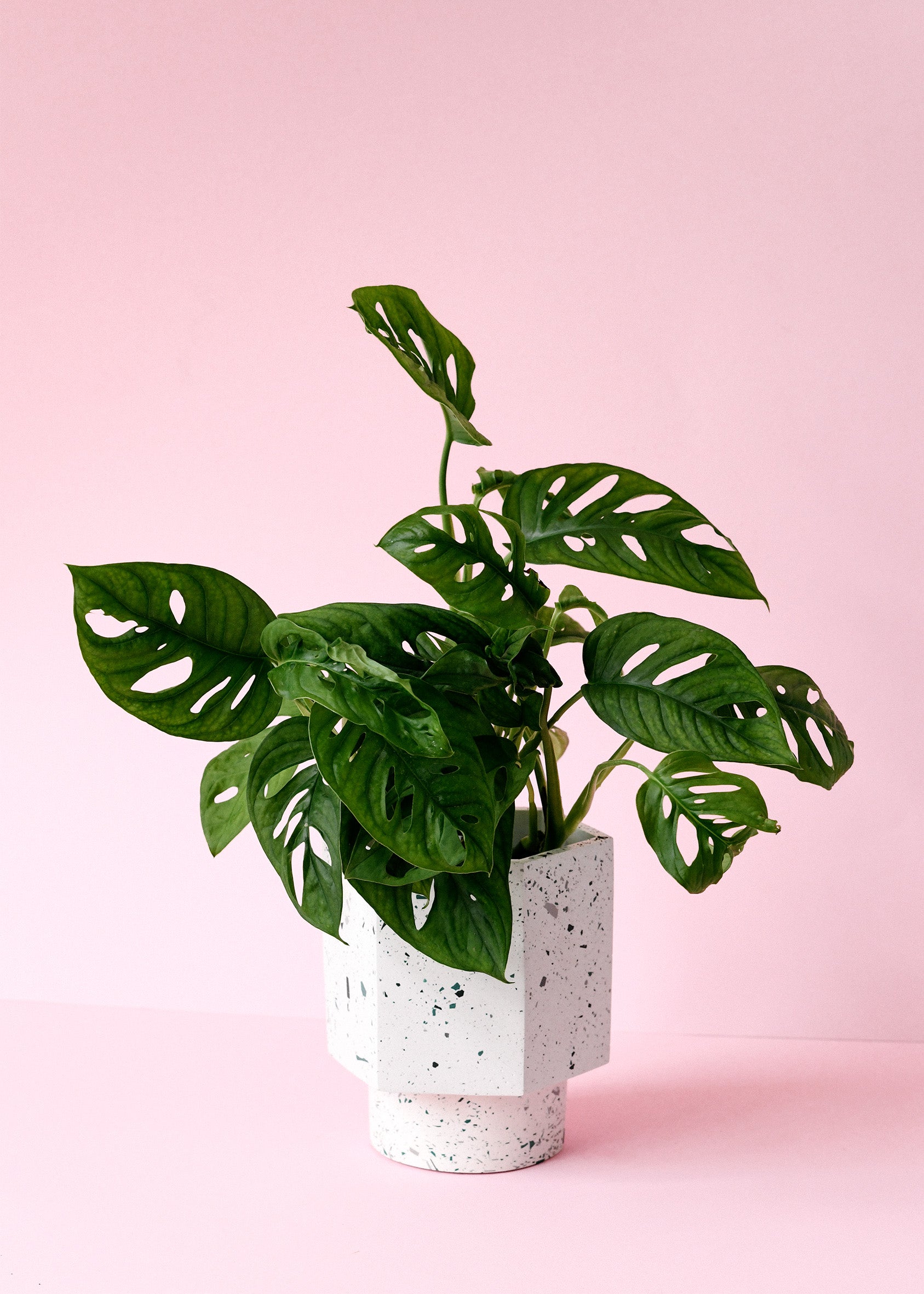 monstera adansonii
