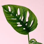 Monstera Adansonii Baby – Baby, Approx. 12.0cm height – 6.0cm Pot Default Title 1