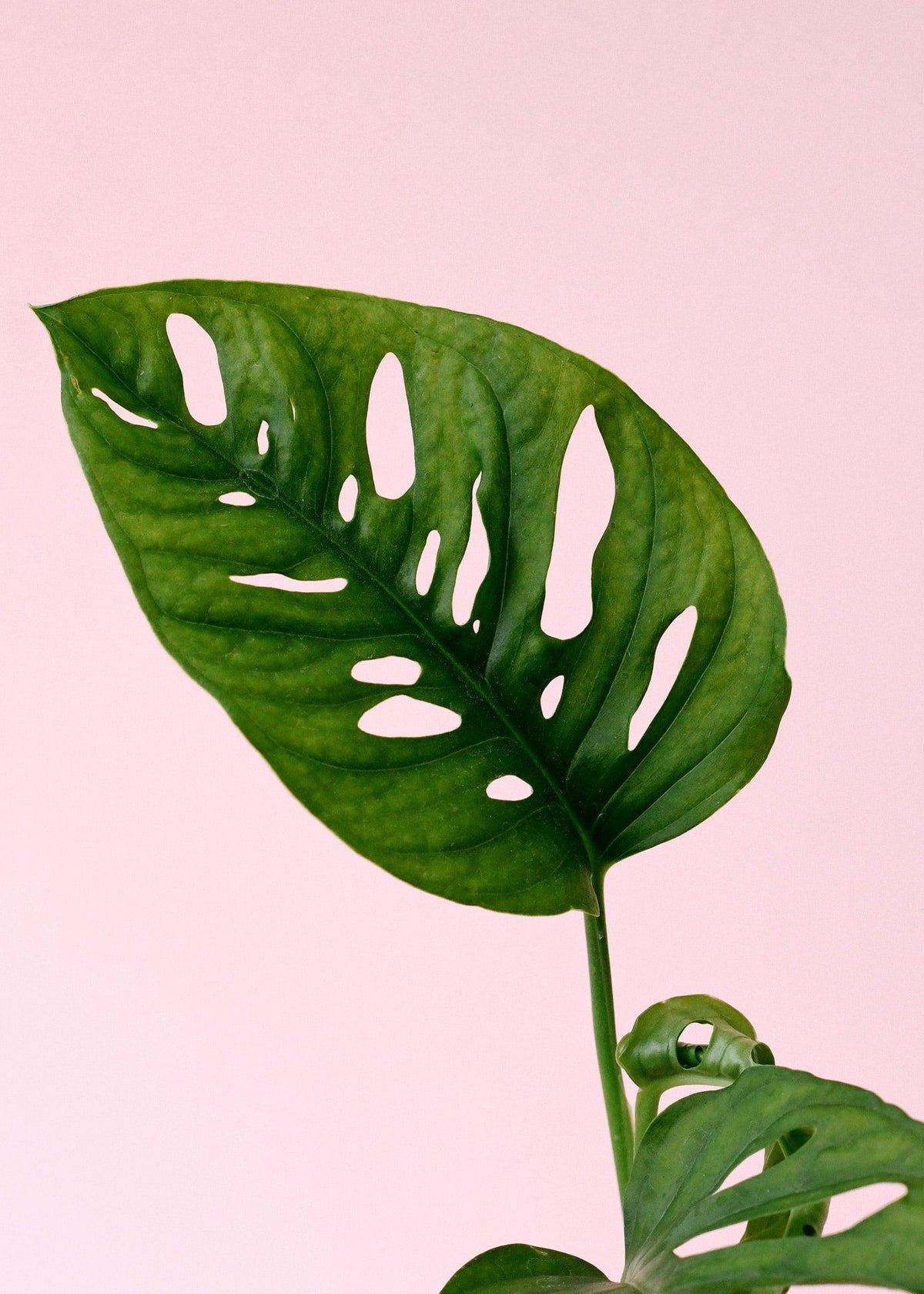 Healthy Monstera Adansonii Baby. A perfect monstera adansonii baby for your indoor houseplant collection.