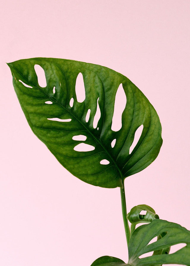 Healthy Monstera Adansonii Baby. A perfect monstera adansonii baby for your indoor houseplant collection.