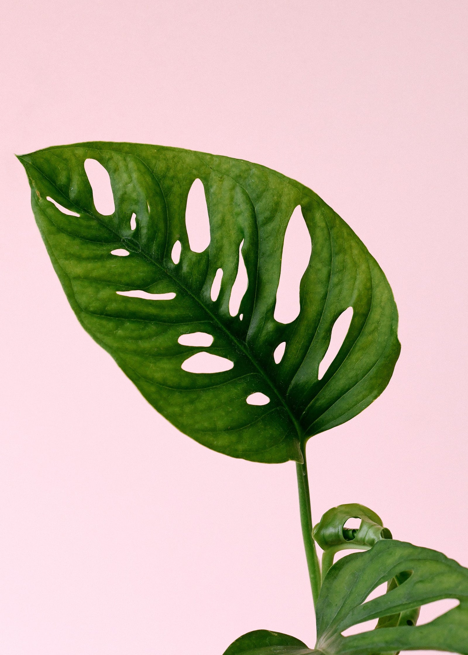 monstera_adansonii_new_3