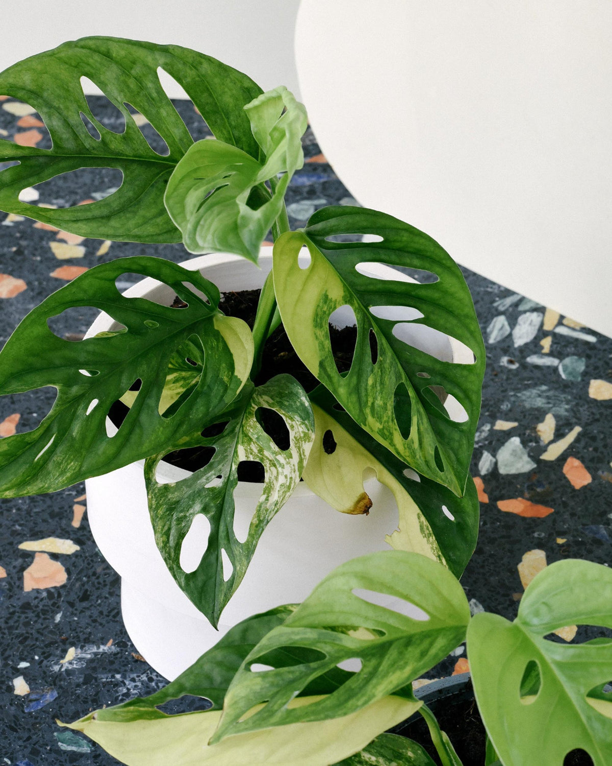 Monstera Adansonii Variegata Medium