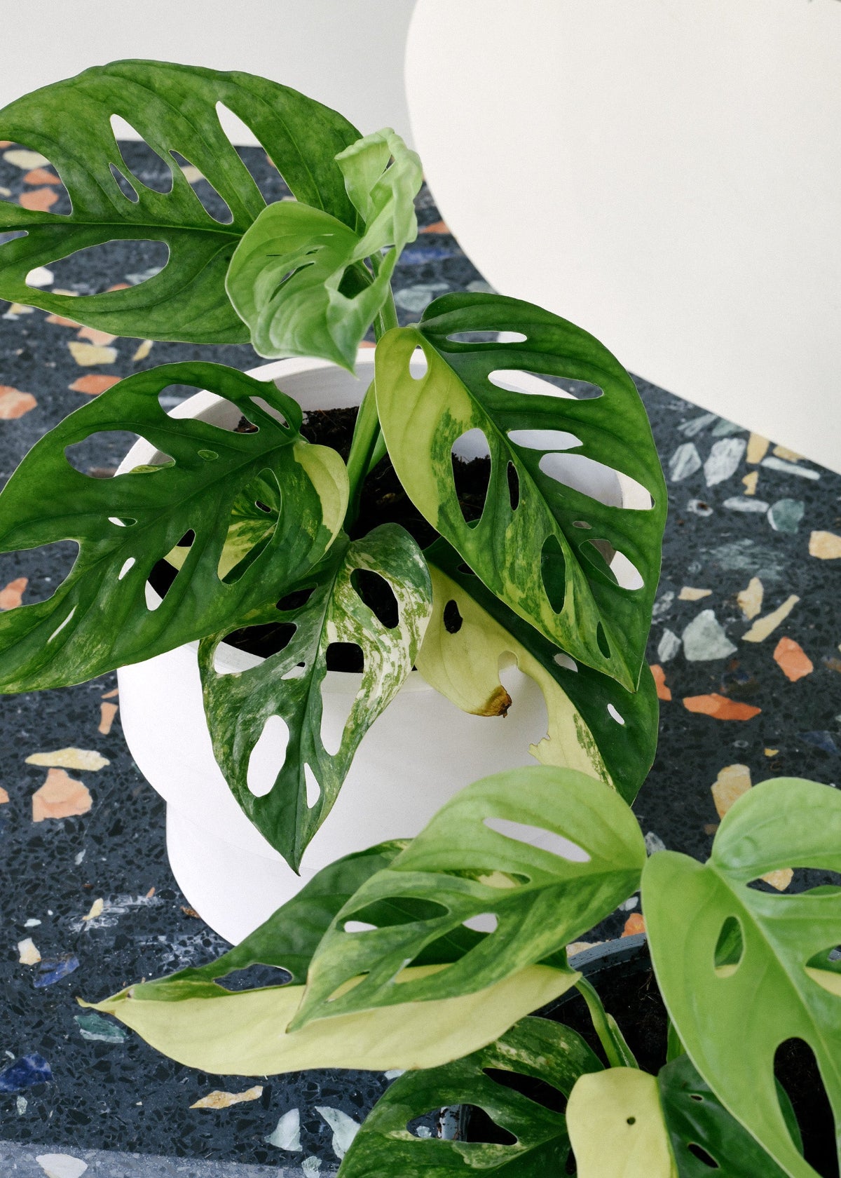 Monstera Adansonii VariegataM von Plant Circle