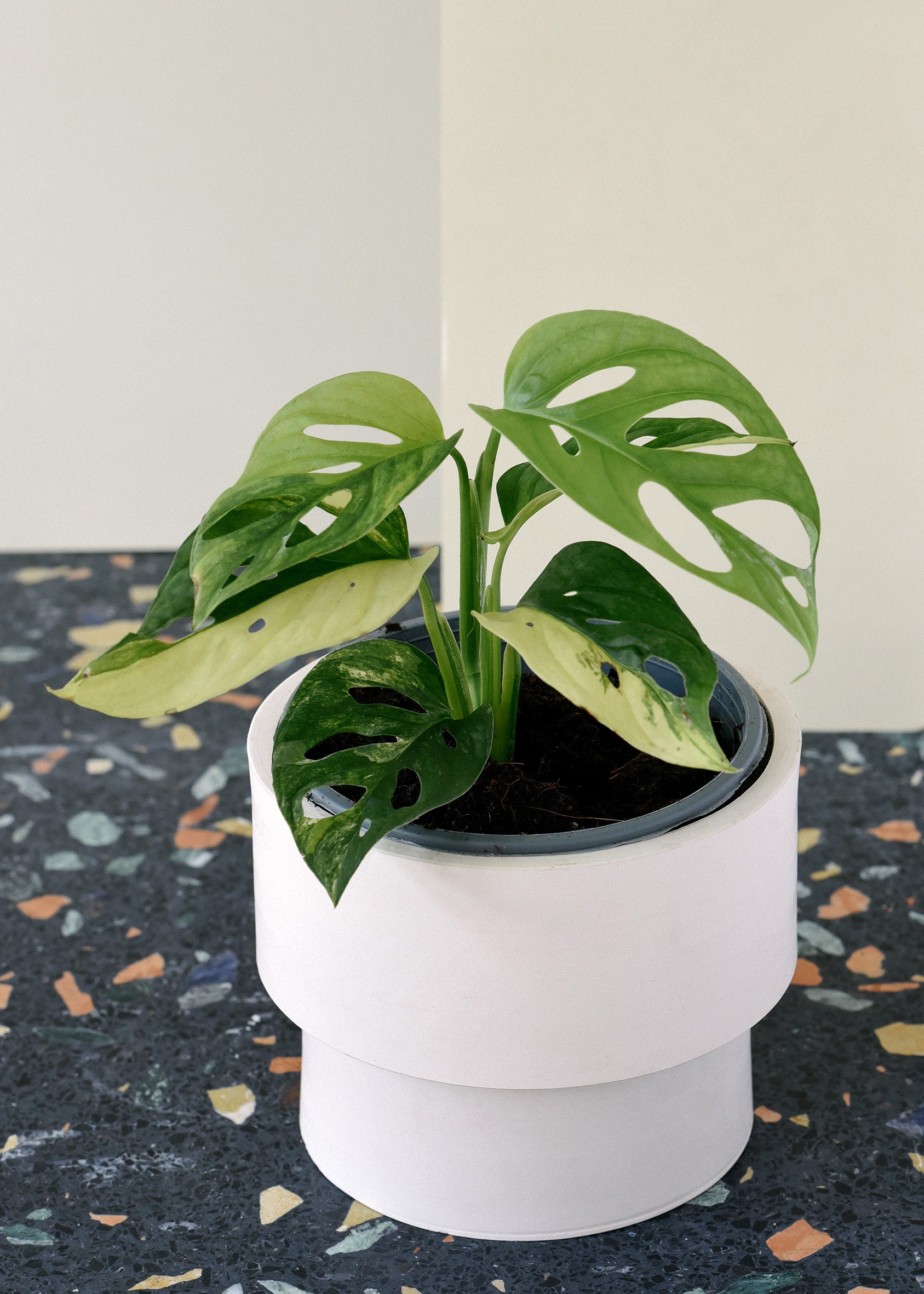 monstera_adansonii_var_1