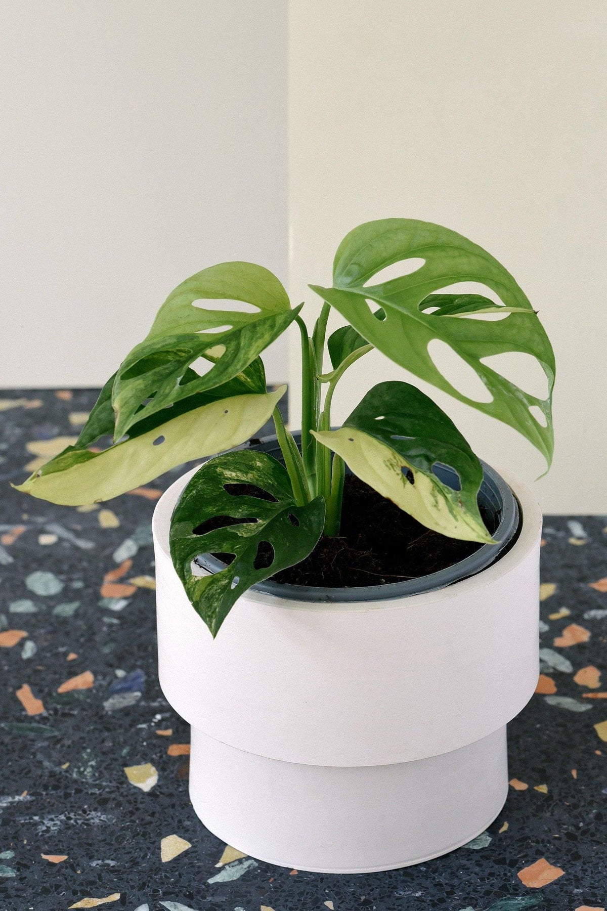 monstera adansonii var Monstera Adansonii Variegata Medium