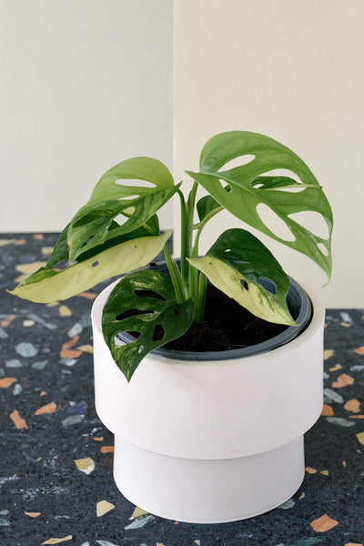 monstera adansonii grande Monstera Adansonii Variegata Medium