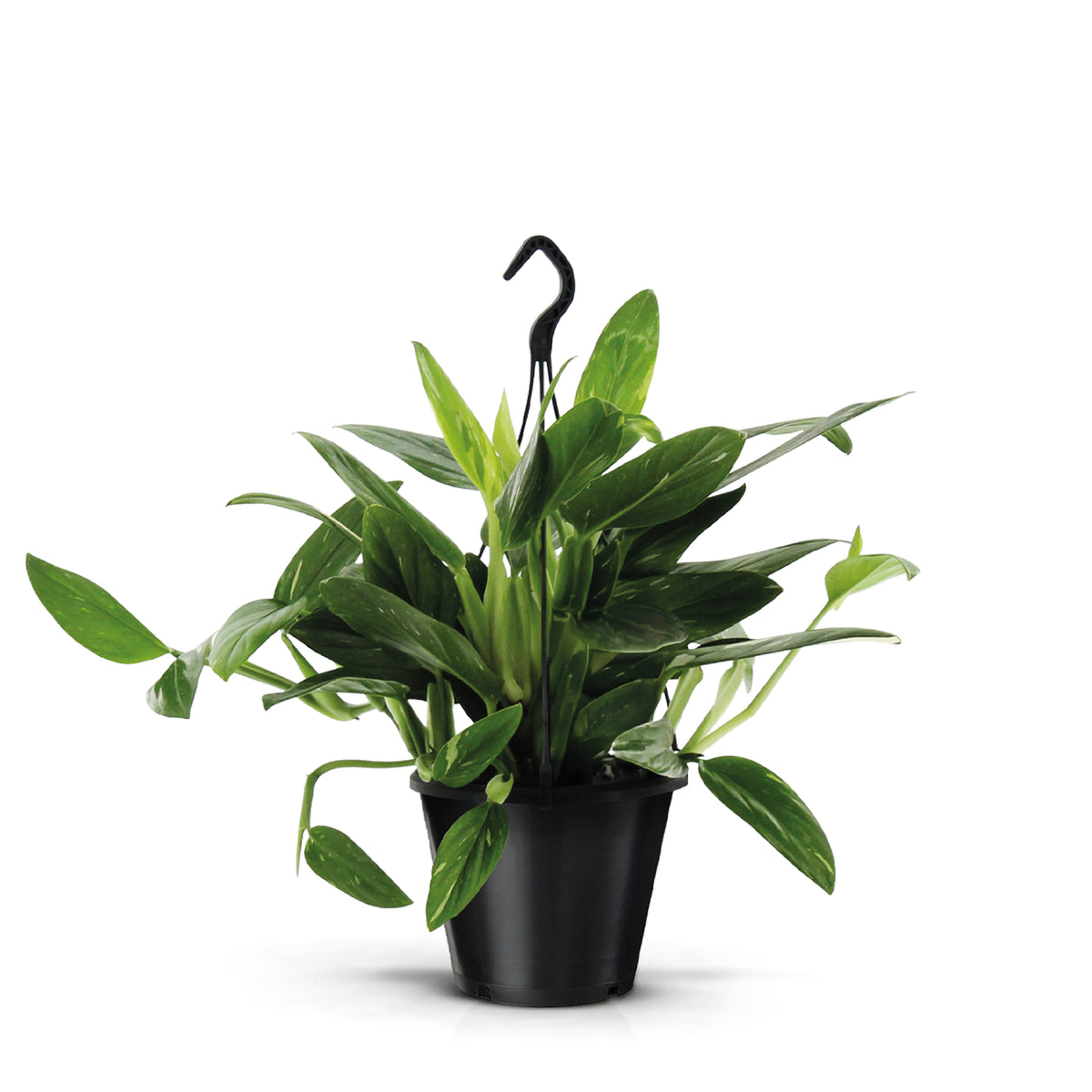 Monstera standleyana Variegata