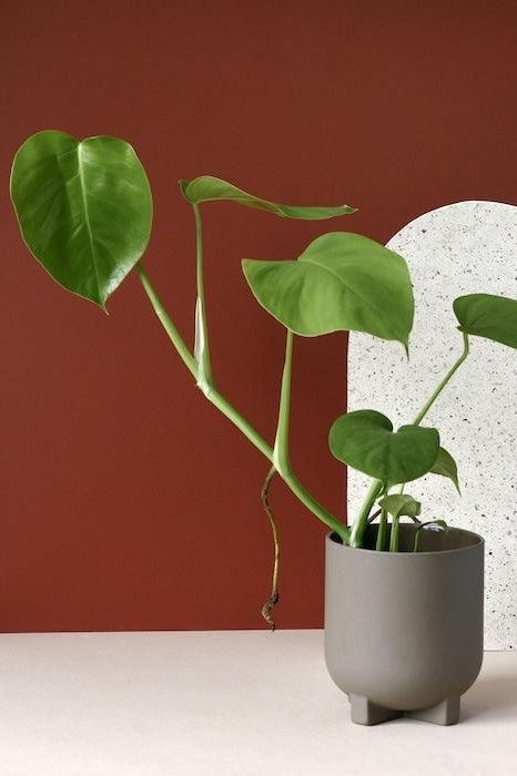 Monstera Deliciosa S – Medium, Approx. 40.0cm height – 12.0cm Pot Default Title 1