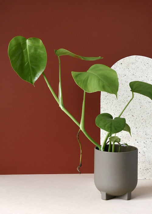 Monstera Deliciosa S – Medium, Approx. 40.0cm height – 12.0cm Pot Default Title 1