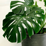 Monstera Deliciosa by Plant Circle – XL, Approx. 85.0cm height by Plant Circle – 21.0cm Pot
