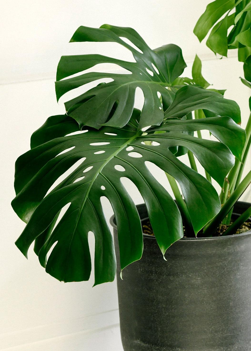 Monstera Deliciosa by Plant Circle – XL, Approx. 85.0cm height by Plant Circle – 21.0cm Pot