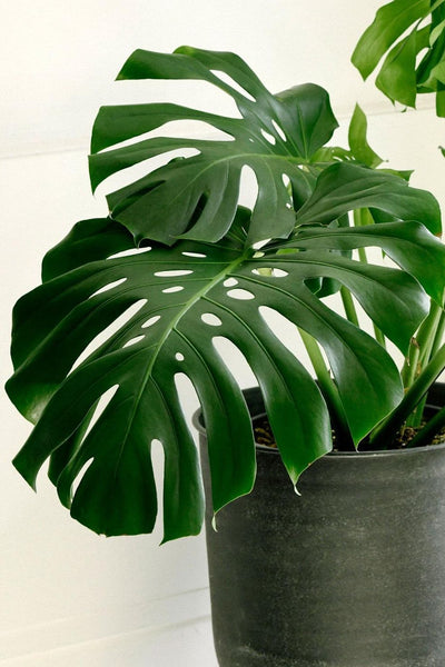 monstera deliciosa 30 foot tall Monstera Deliciosa by Plant Circle – XL