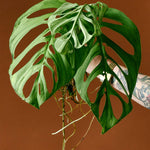 monstera_esqueleto_2