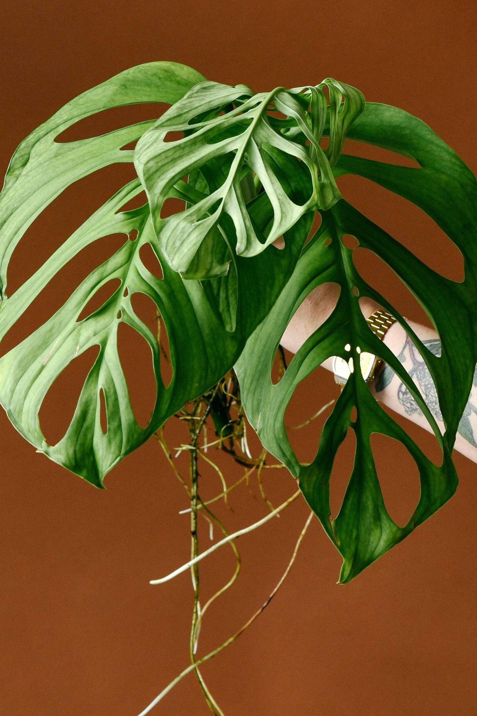 monstera skeleton Monstera Esqueleto Baby by Plant Circle – Baby, Approx. 12.0cm height by Plant Circle – 6.0cm Pot