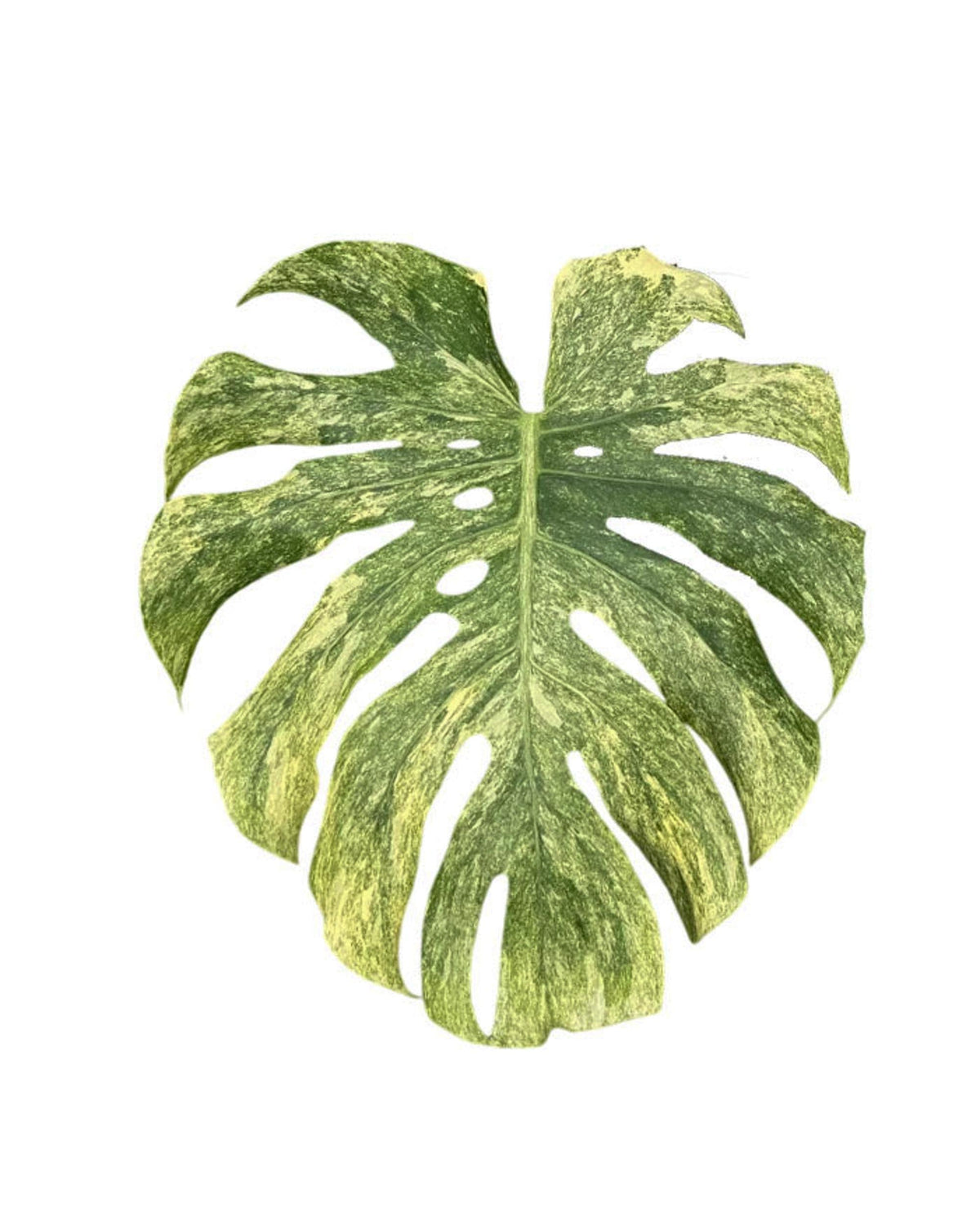 Monstera deliciosa with climbing hemiepiphytic vine (indoors often trained on a support)
