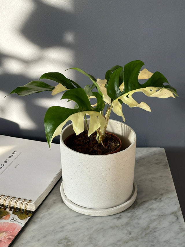 Healthy Rhaphidophora Tetrasperma Variegated by Plant Circle. A perfect rhaphidophora tetrasperma variegated by plant circle for your indoor houseplant collection.