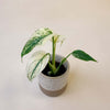 Monstera deliciosa variegata ‘Mint’ baby plant in a textured ceramic pot with creamy white and green marbled variegated leaves, photographed against a soft neutral background.