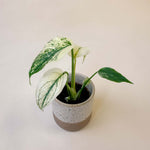 Monstera deliciosa variegata ‘Mint’ baby plant in a textured ceramic pot with creamy white and green marbled variegated leaves, photographed against a soft neutral background.