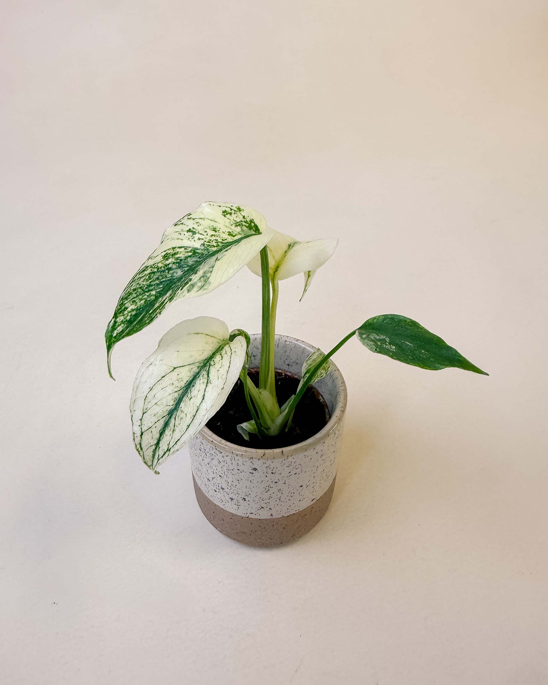 Monstera deliciosa variegata 'Mint' Baby