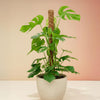 Large Monstera deliciosa XL mounted on a moss pole in a ceramic pot, featuring mature split leaves and vibrant green growth.