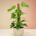 Large Monstera deliciosa XL mounted on a moss pole in a ceramic pot, featuring mature split leaves and vibrant green growth.