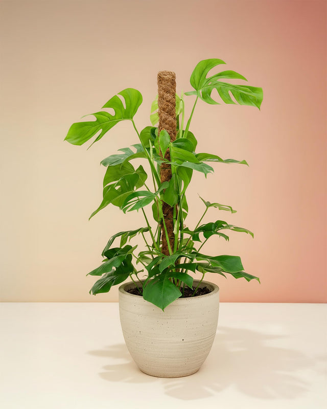 Large Monstera deliciosa XL mounted on a moss pole in a ceramic pot, featuring mature split leaves and vibrant green growth.