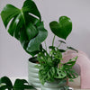 monstera_set_1