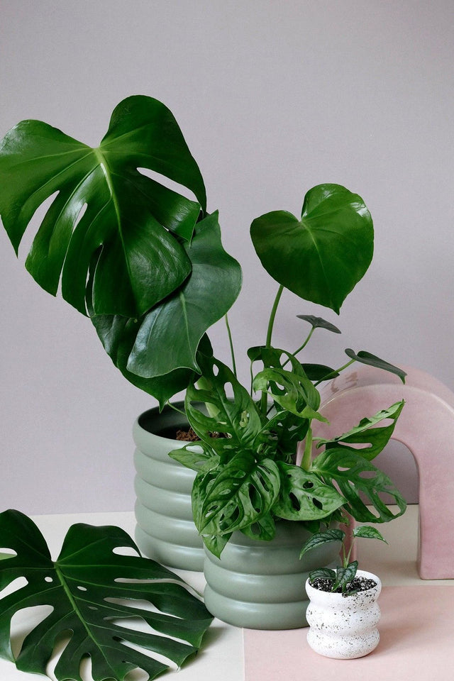 Monstera Set Default Title 1