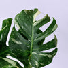 Monstera 'Thai Constellation' Large