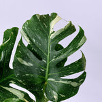 Monstera 'Thai Constellation' Large