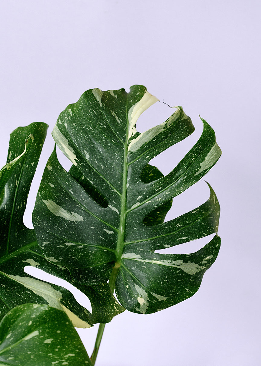 Monstera 'Thai Constellation' Large