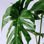 Monstera Thai Constellation XL – XL, Approx. 70.0cm height – 27.0cm Pot Default Title 1