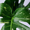 monstera_thai_3