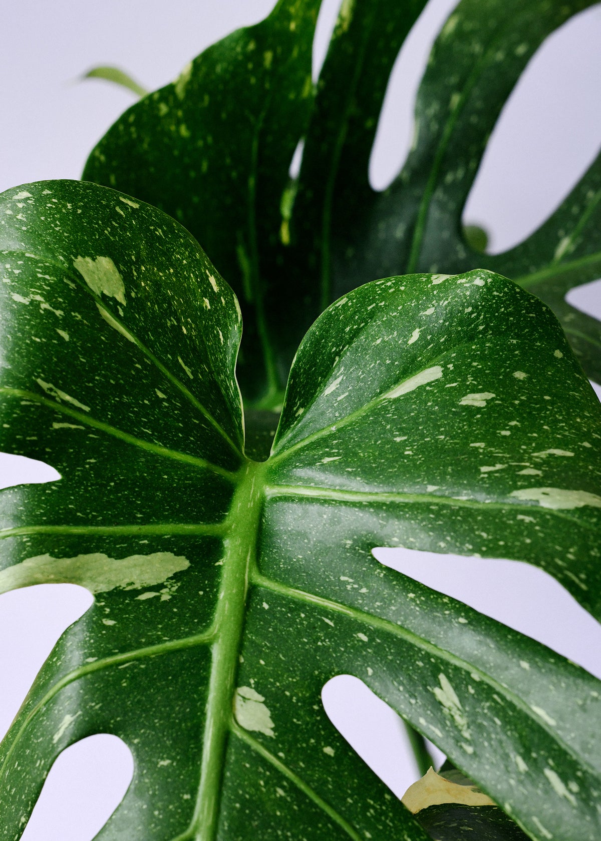 Monstera 'Thai Constellation' Large