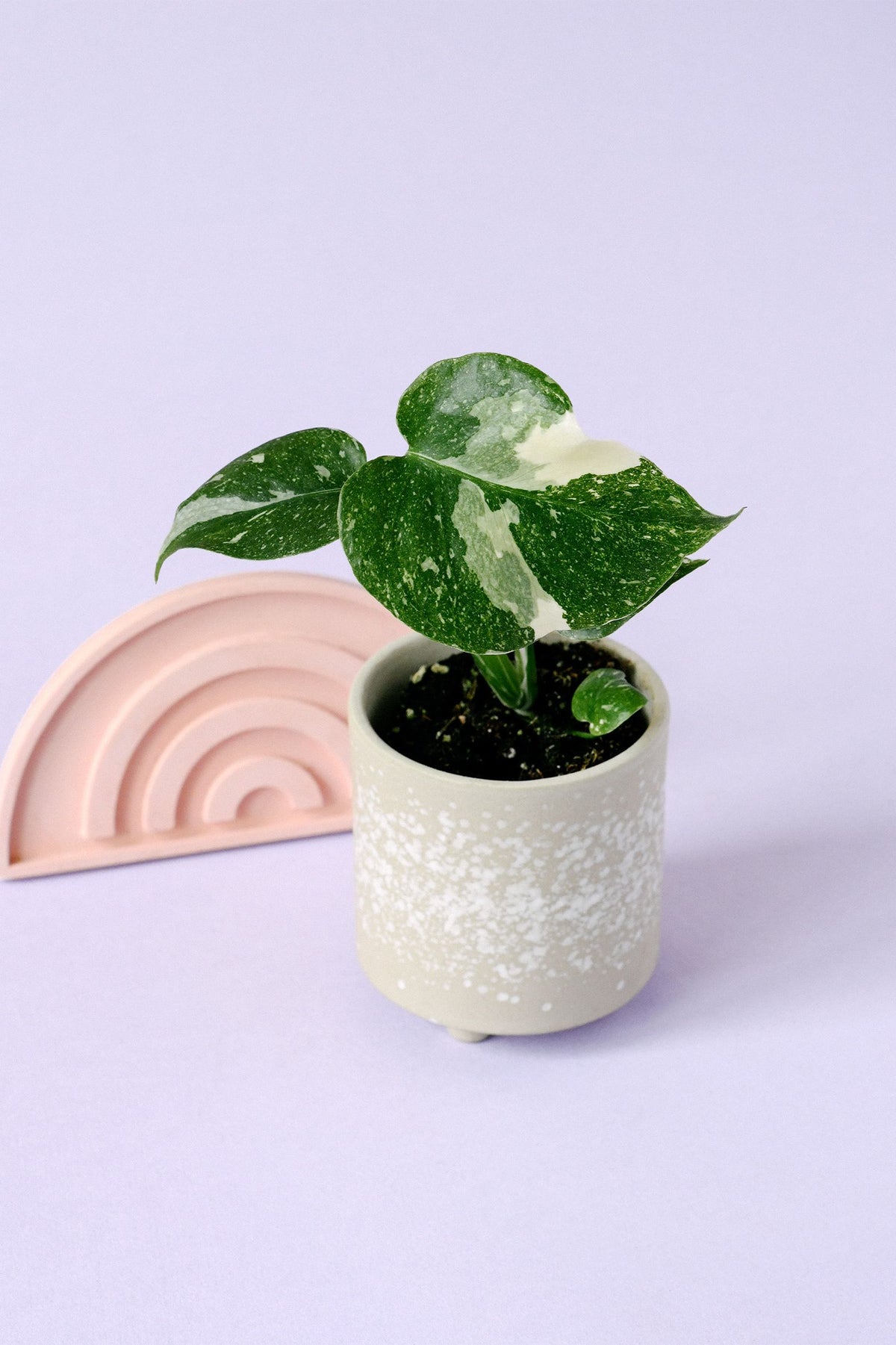 Healthy Monstera deliciosa 'Thai Constellation' Baby by Plant Circle. A perfect monstera deliciosa 'thai constellation' baby by plant circle for your indoor houseplant collection.