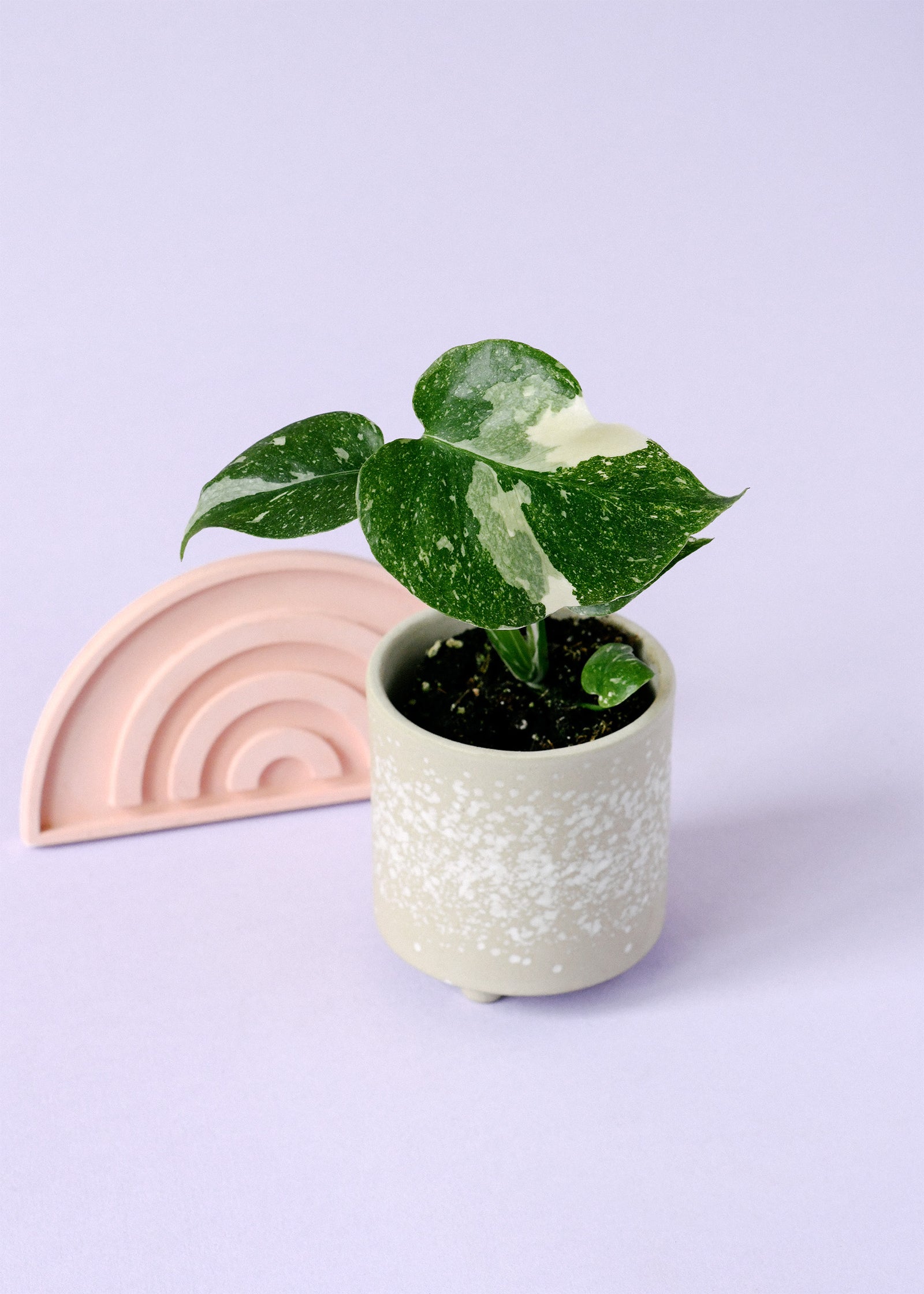 Monstera deliciosa 'Thai Constellation' Baby by Plant Circle