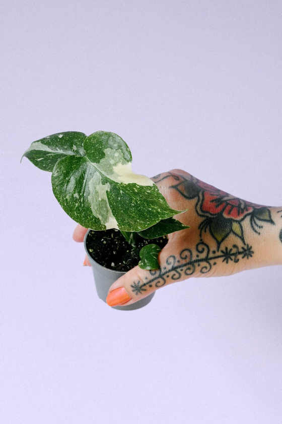 Monstera deliciosa 'Thai Constellation' Baby