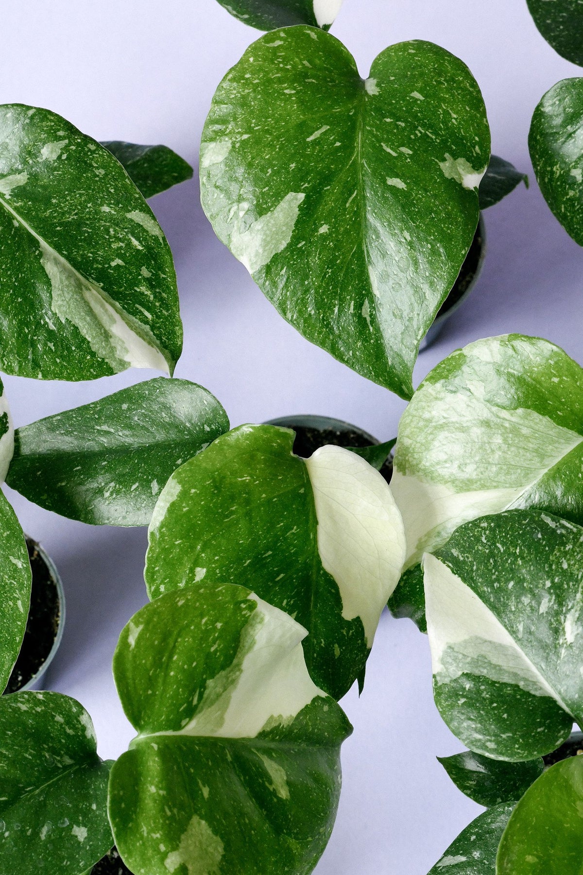 Healthy Monstera deliciosa 'Thai Constellation' Baby by Plant Circle. A perfect monstera deliciosa 'thai constellation' baby by plant circle for your indoor houseplant collection.